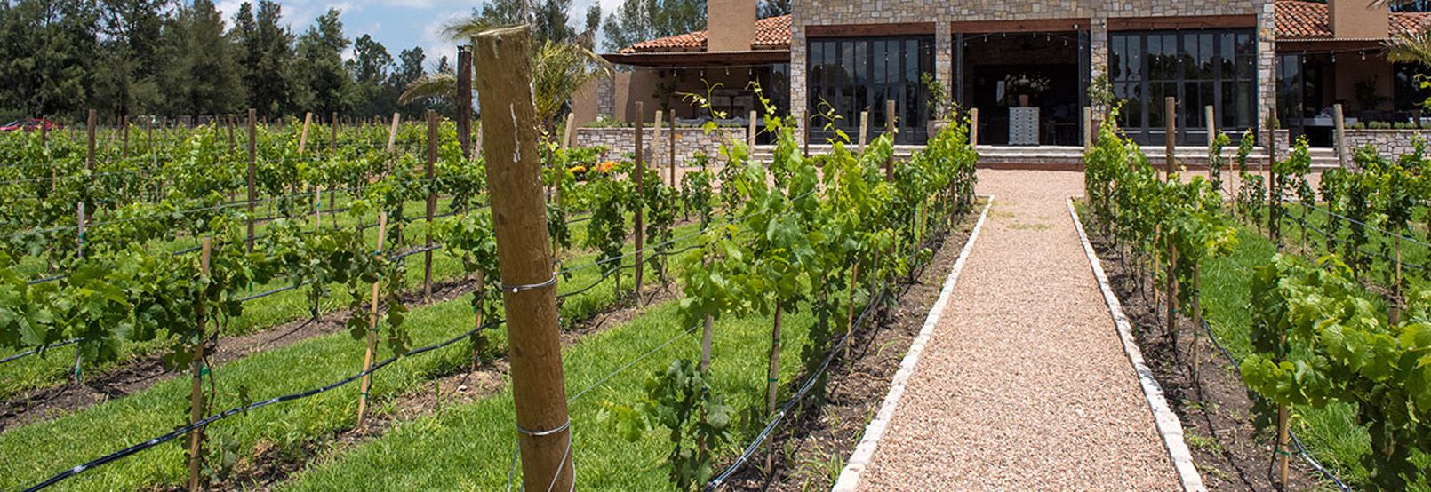 CIRCUITO DEL VINO EN GUANAJUATO